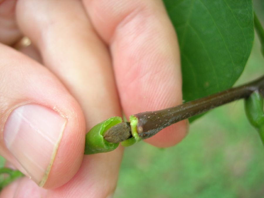 Fabaceae Cladrastis kentukea