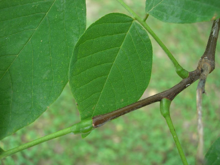 Fabaceae Cladrastis kentukea