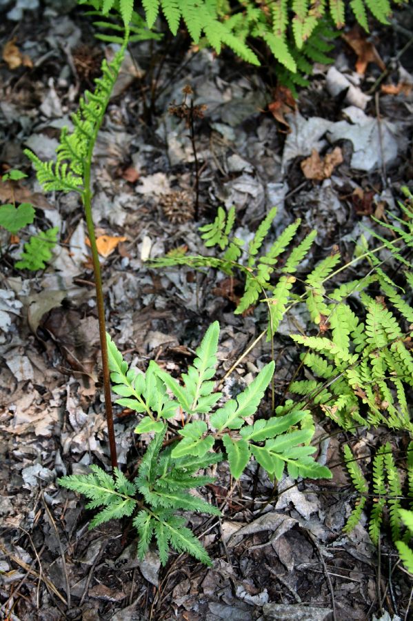 Ophioglossaceae Botrychium dissectum