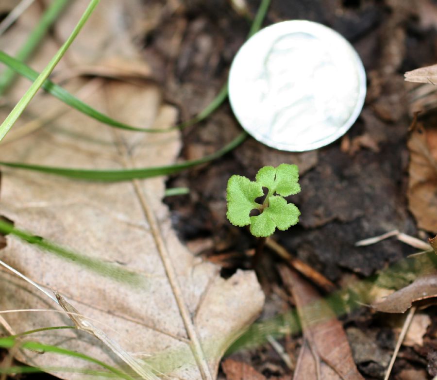 Ophioglossaceae Botrychium dissectum