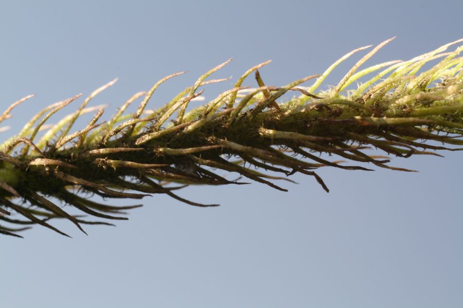 Lycopodiaceae Lycopodiella alopecuroides