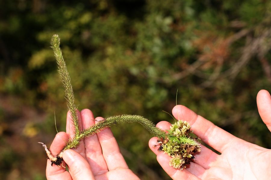 Lycopodiaceae Lycopodiella alopecuroides