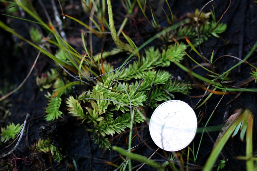 Lycopodiaceae Pseudolycopodiella caroliniana