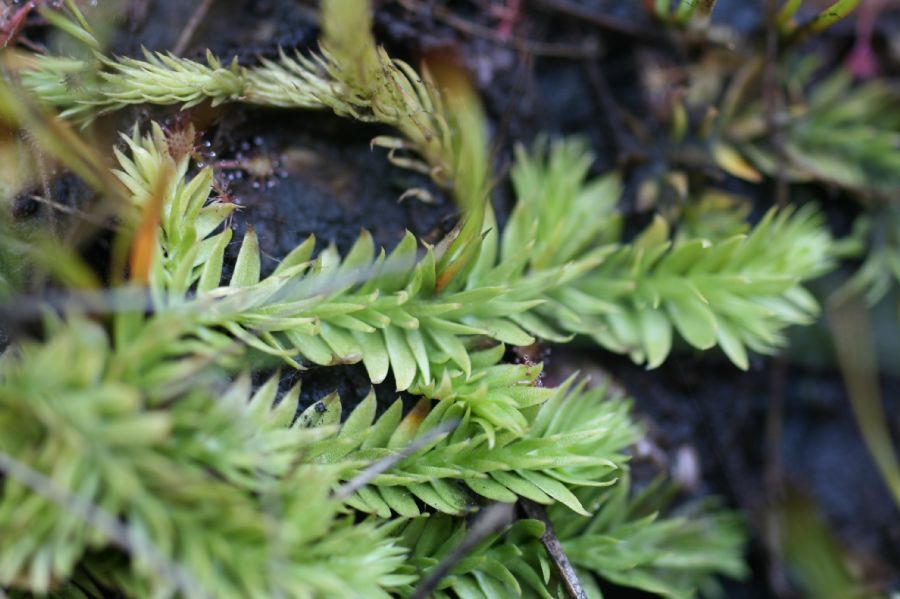 Lycopodiaceae Pseudolycopodiella caroliniana