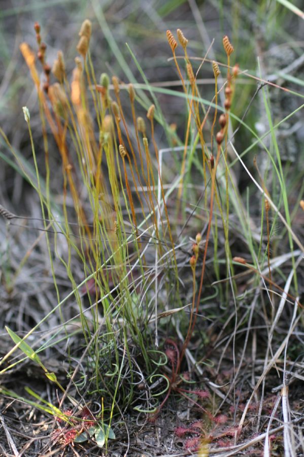 Schizaeaceae Schizaea pusilla