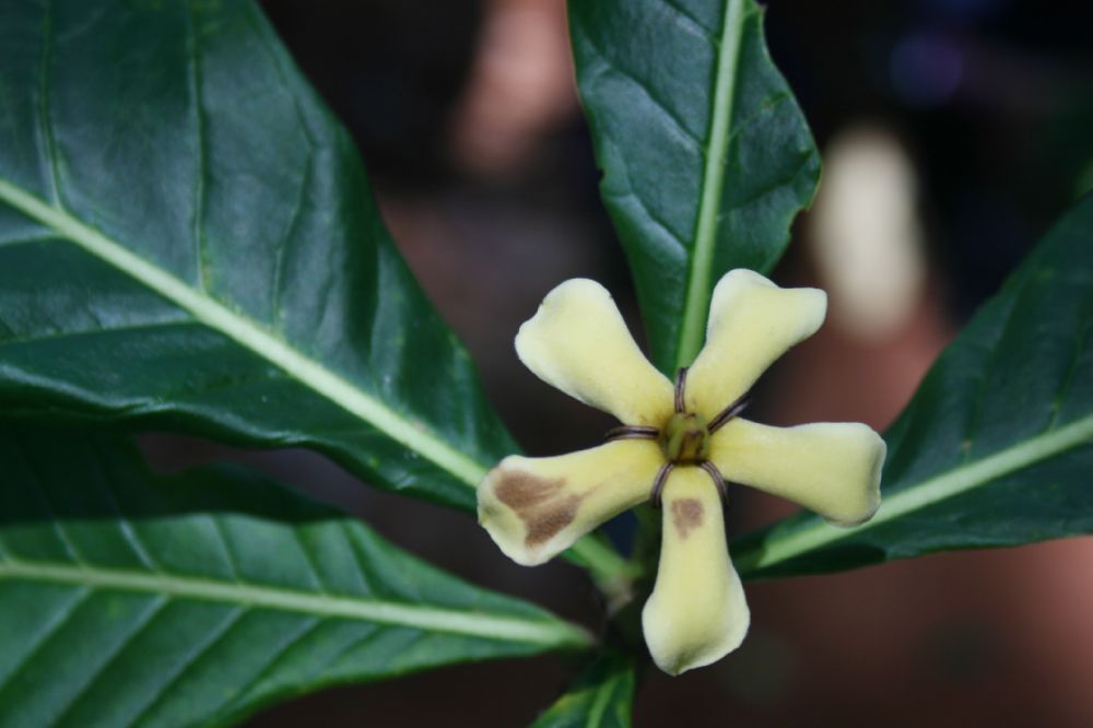 Rubiaceae Genipa americana