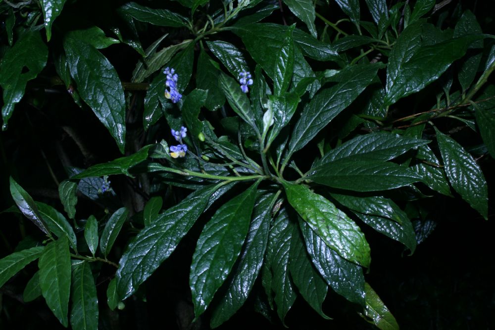Polygalaceae Monnina cf saprogena