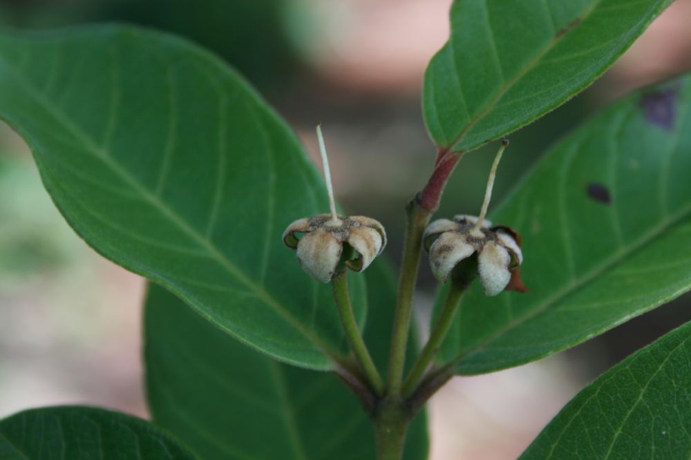 Myrtaceae Psidium guianense