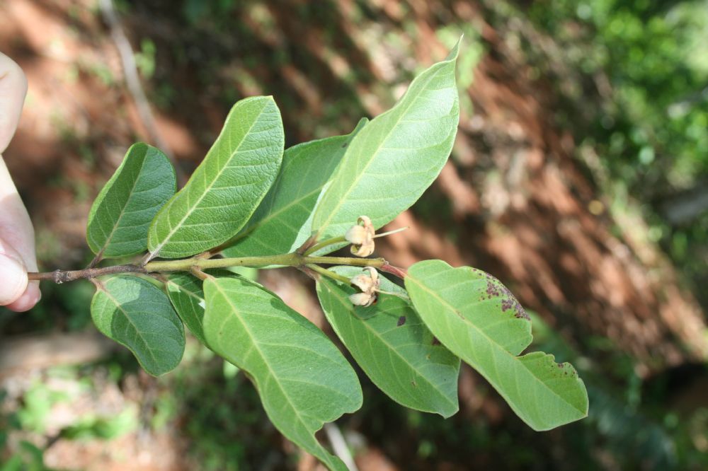 Myrtaceae Psidium guianense