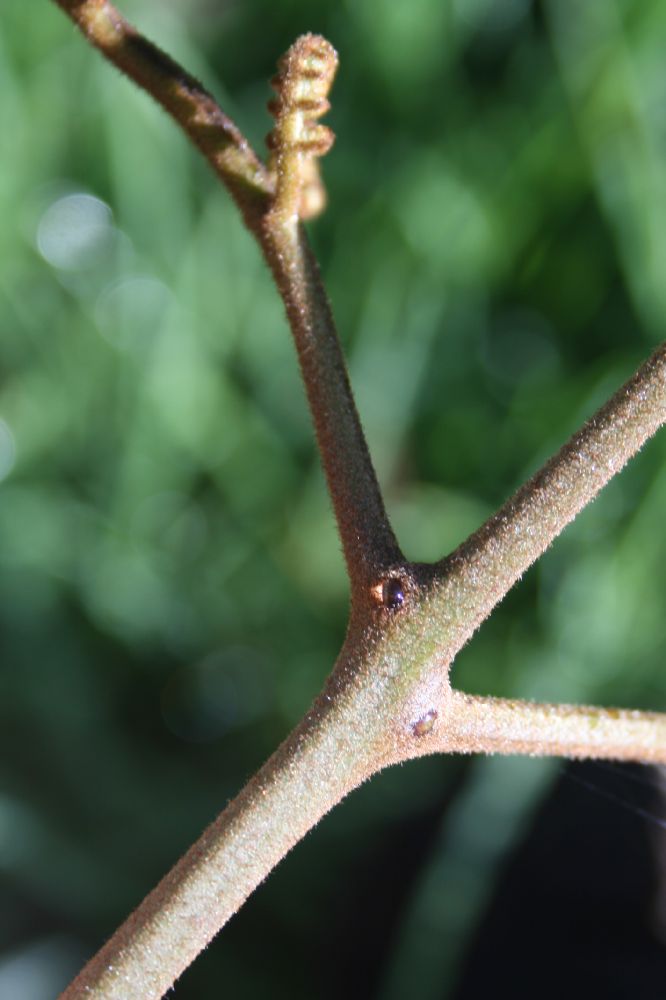 Dennstaedtiaceae Pteridium arachnoideum