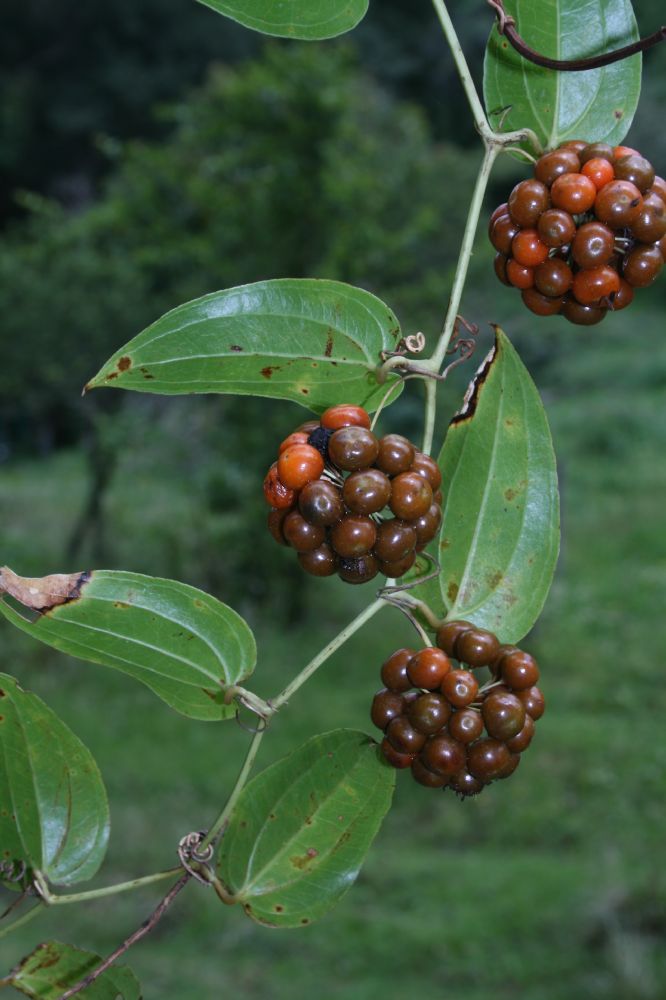 Smilacaceae Smilax 