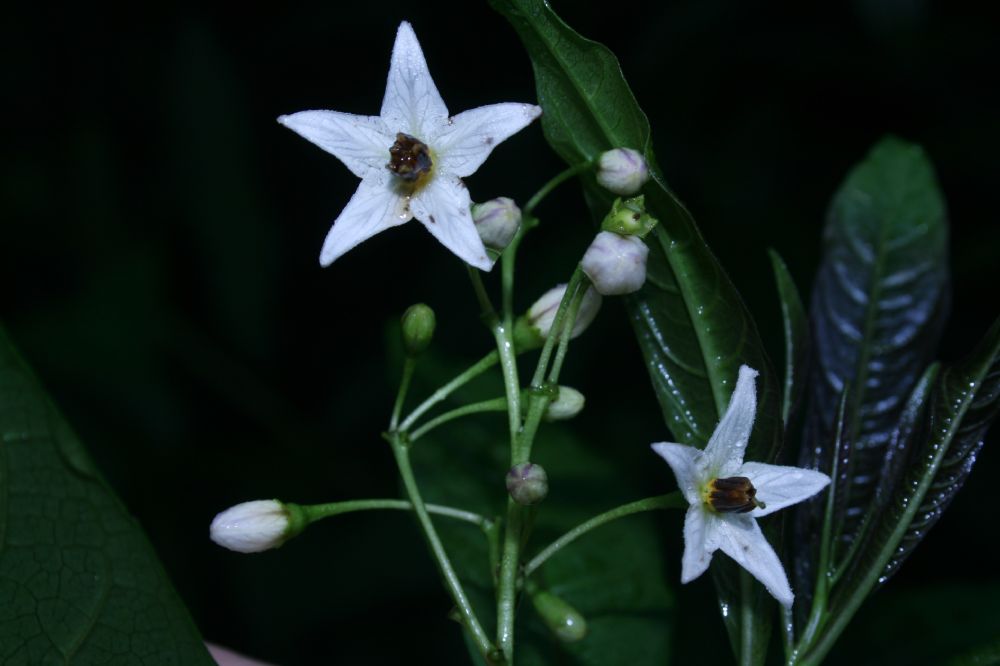 Solanaceae Solanum 