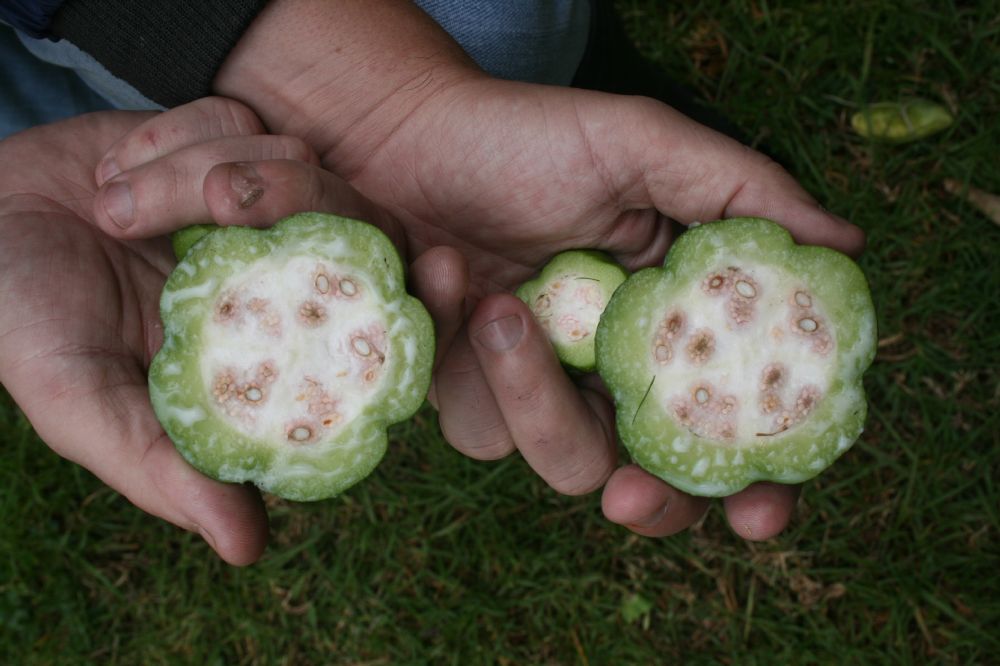 Caricaceae Carica pubescens