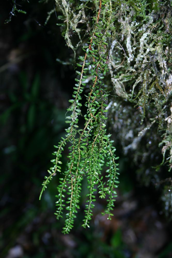 Lycopodiaceae Phlegmariurus cuneifolius