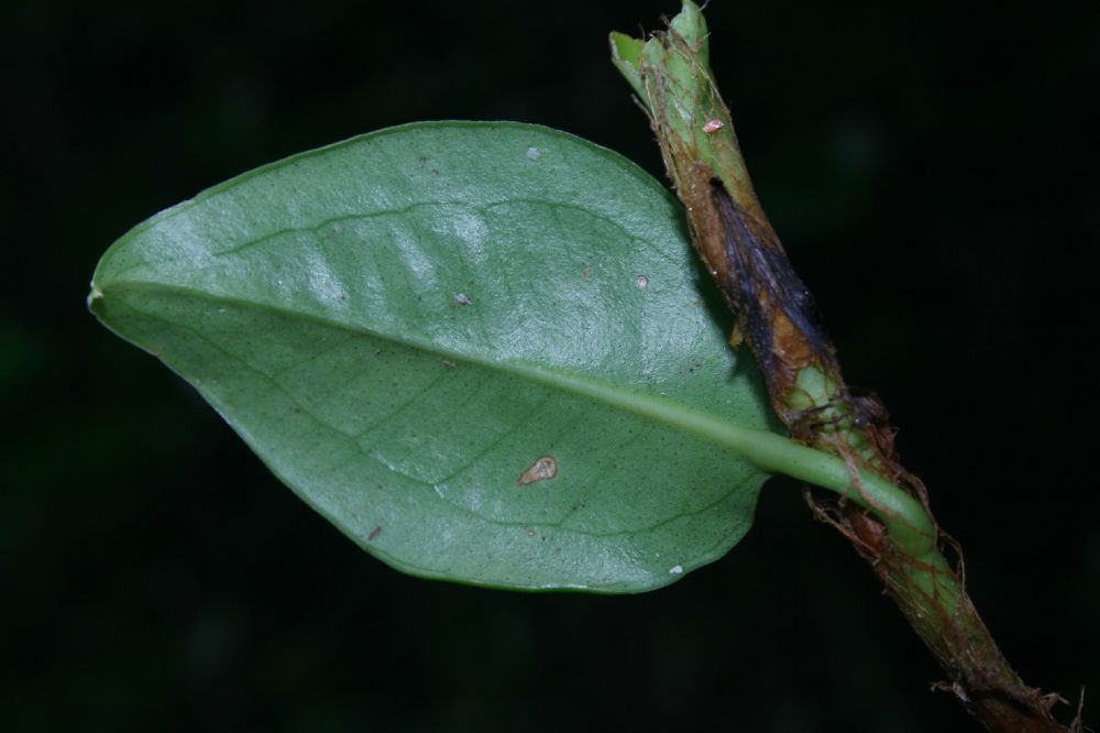 Araceae Anthurium scandens