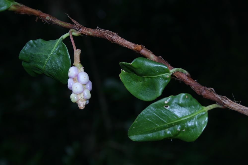 Araceae Anthurium scandens