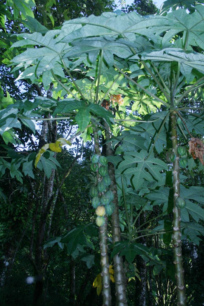 Caricaceae Carica pubescens