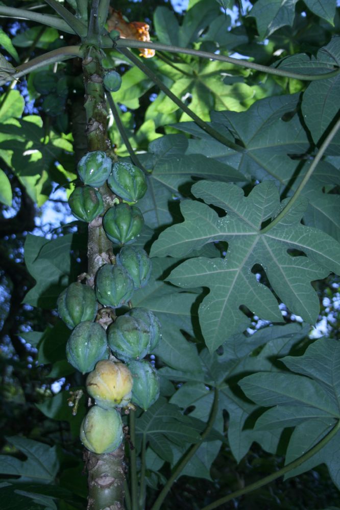 Caricaceae Carica pubescens