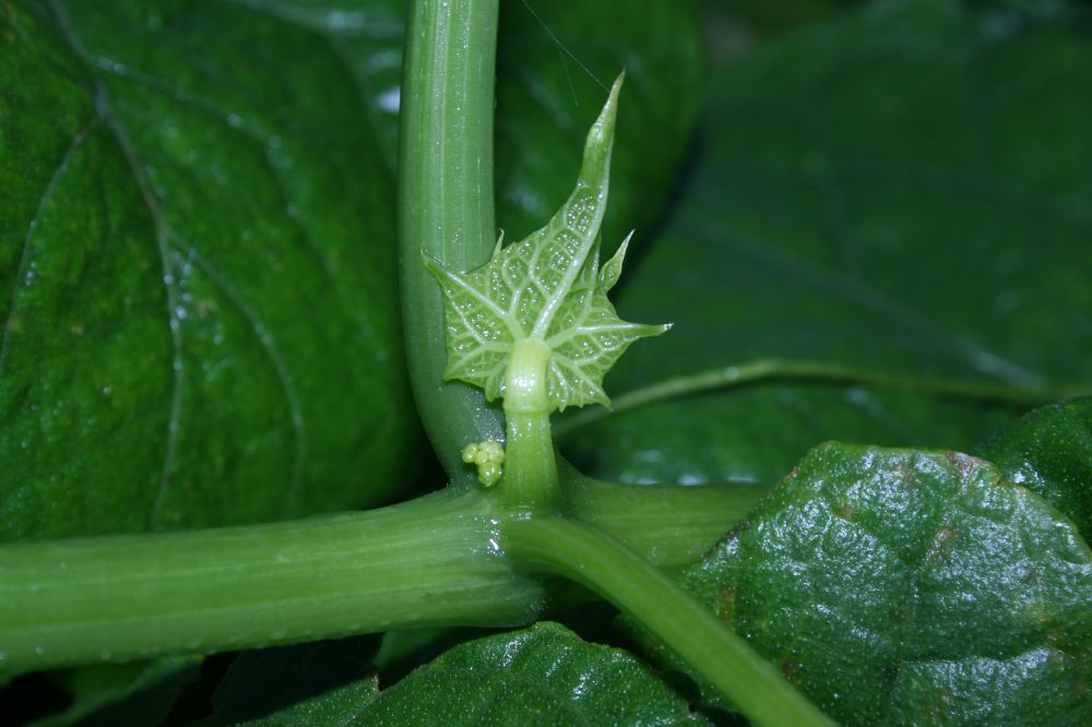 Caricaceae Carica pubescens