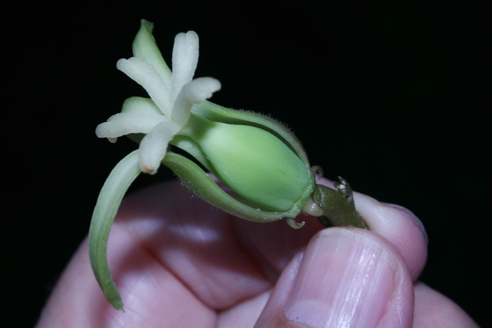 Caricaceae Carica pubescens