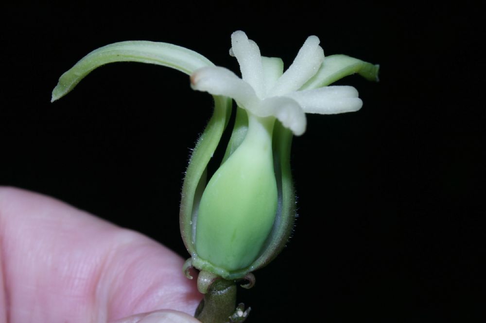 Caricaceae Carica pubescens