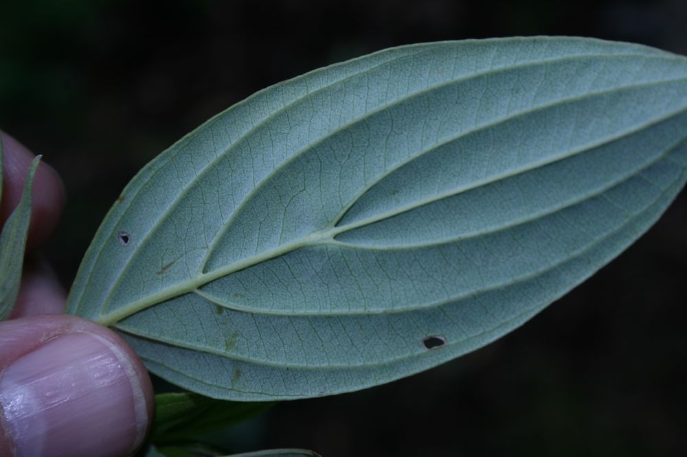 Cornaceae Cornus disciflora