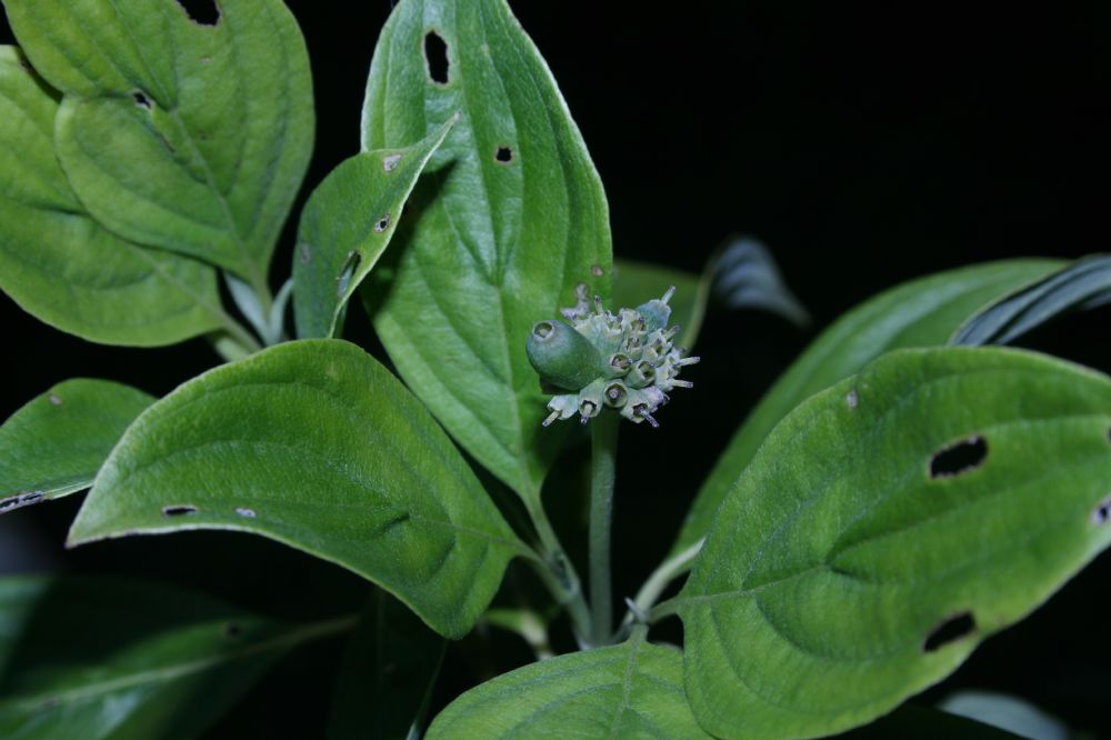 Cornaceae Cornus disciflora
