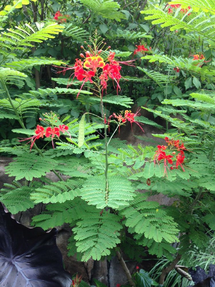 Fabaceae Caesalpinia pulcherrima