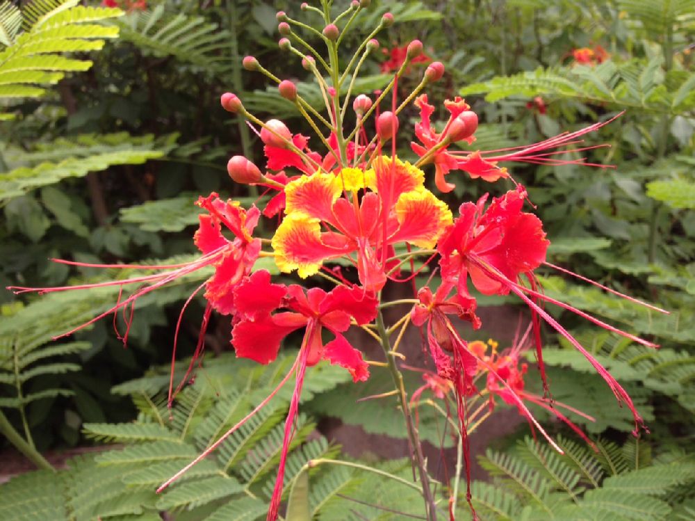 Fabaceae Caesalpinia pulcherrima