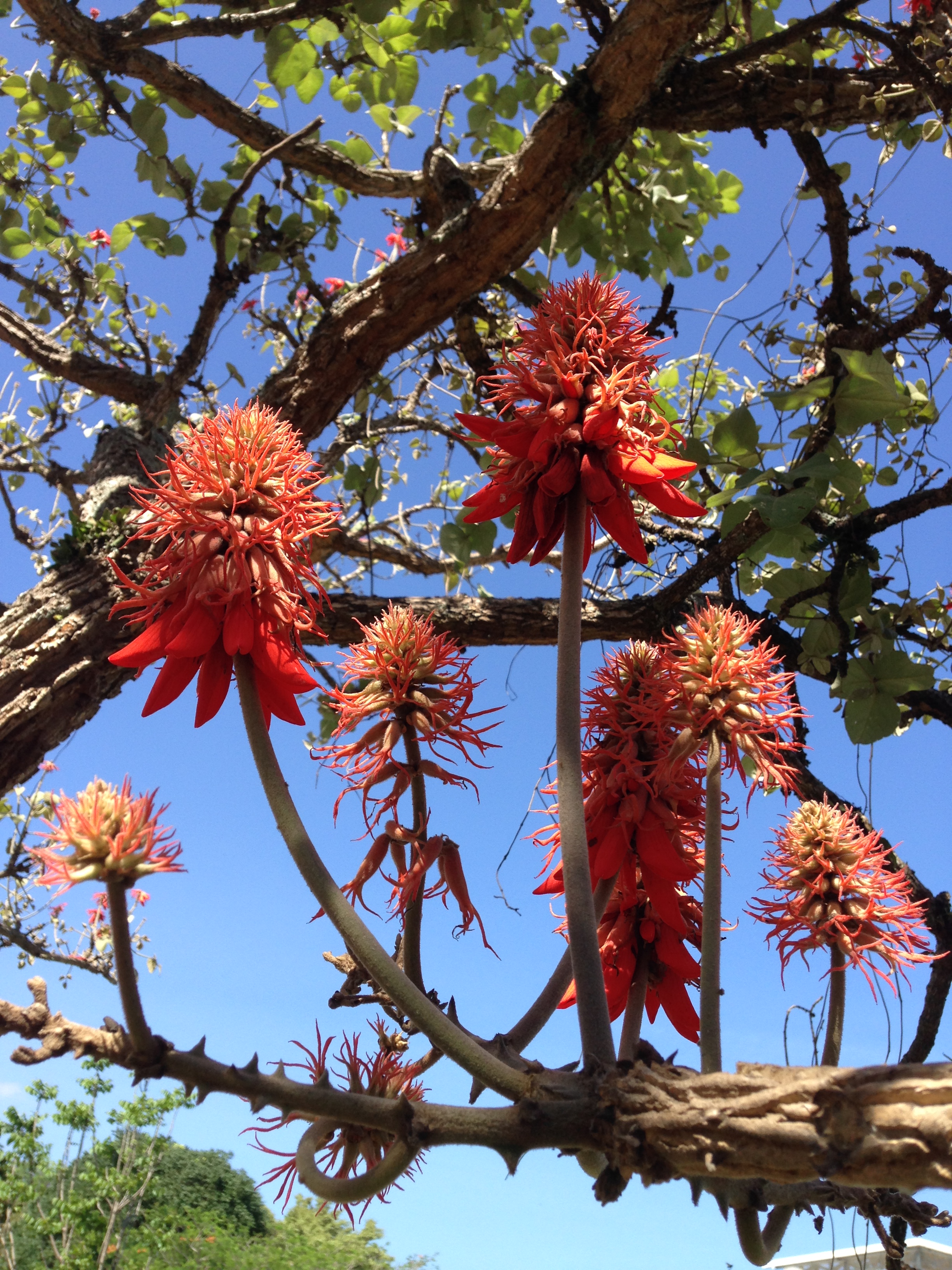 Fabaceae Erythrina poeppigiana