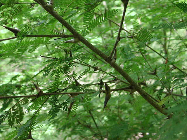 Fabaceae Acacia collinsii