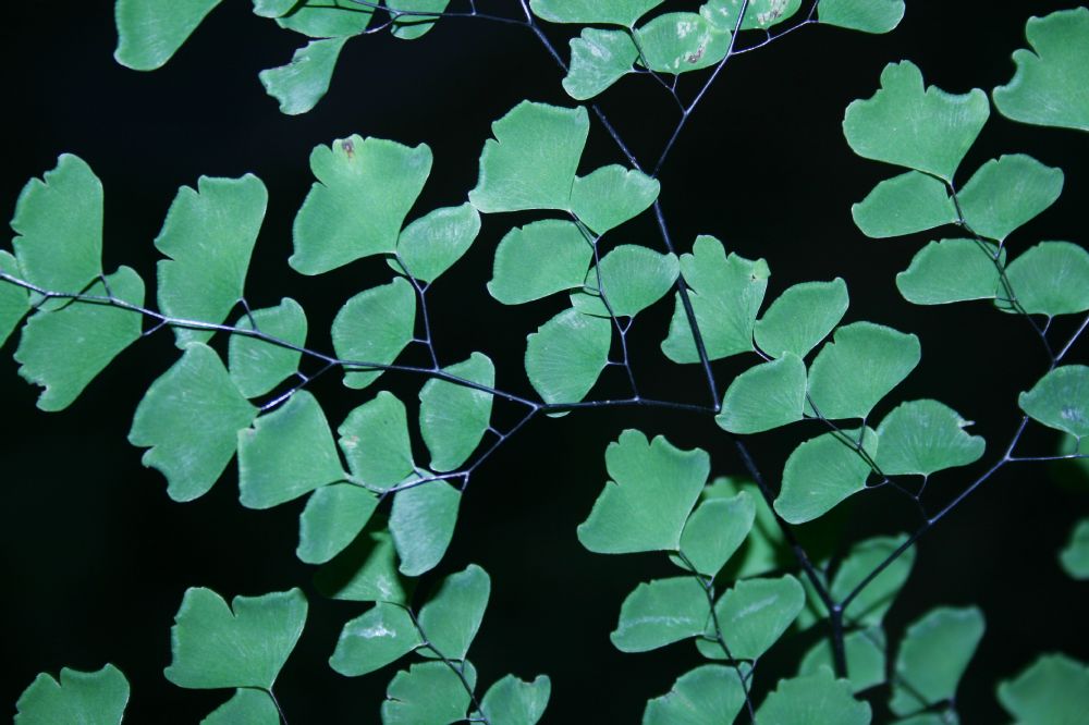 Pteridaceae Adiantum andicola