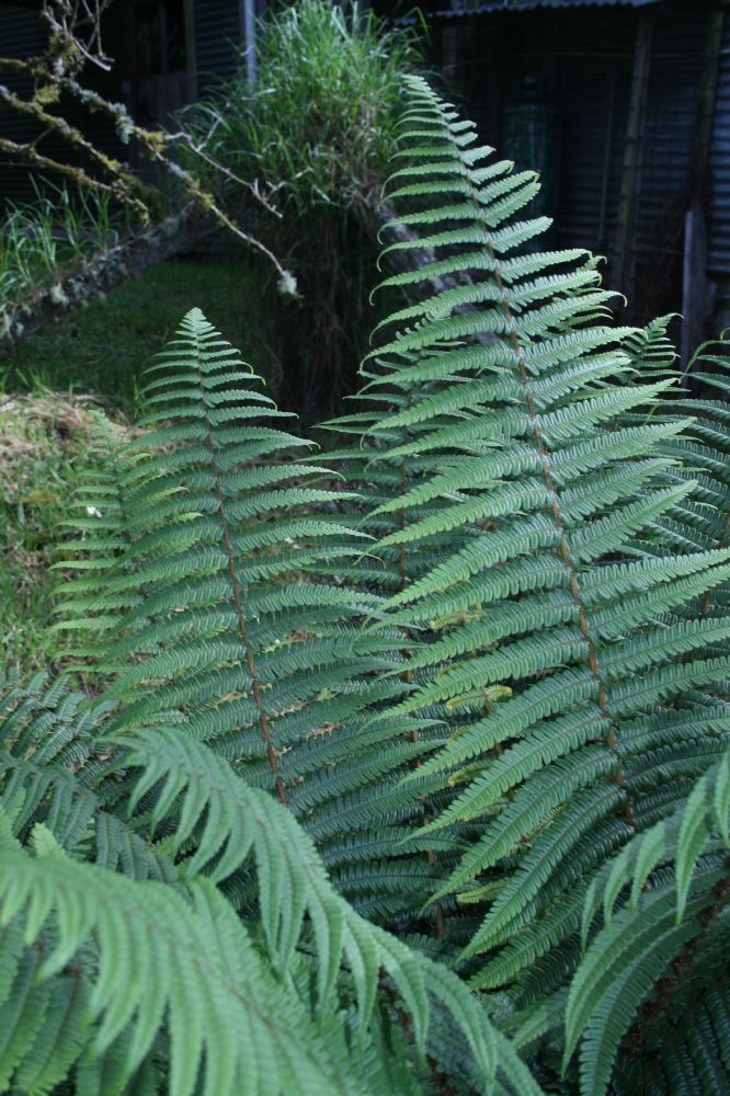 Dryopteridaceae Dryopteris wallichiana