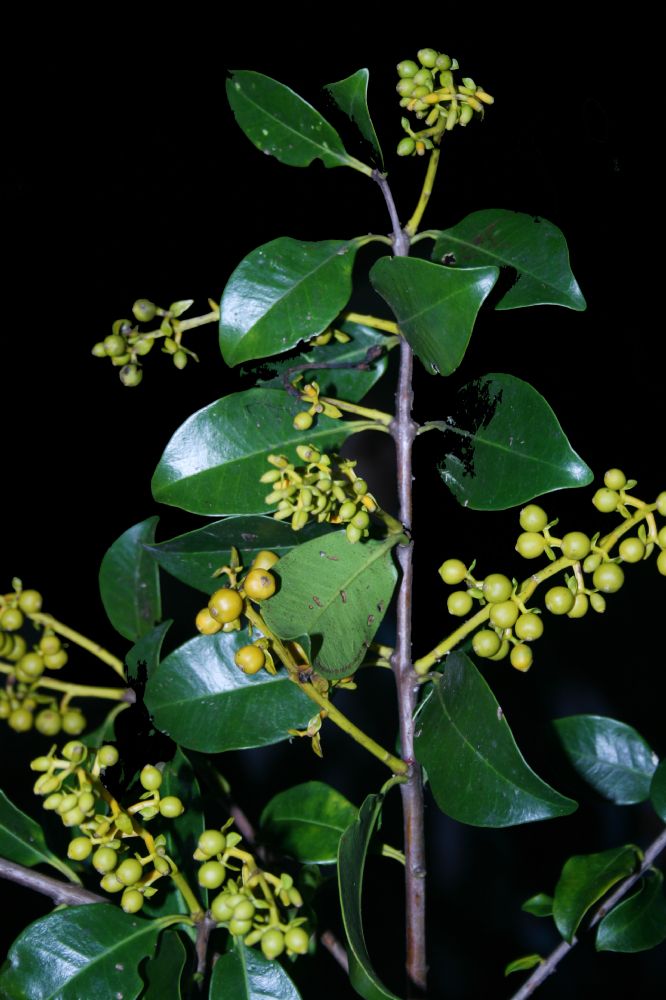 Loranthaceae Gaiadendron punctatum