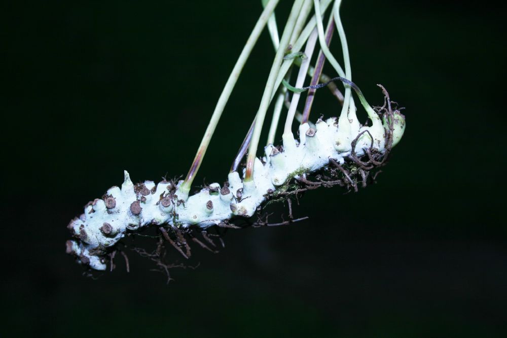 Polypodiaceae Campyloneurum angustifolium