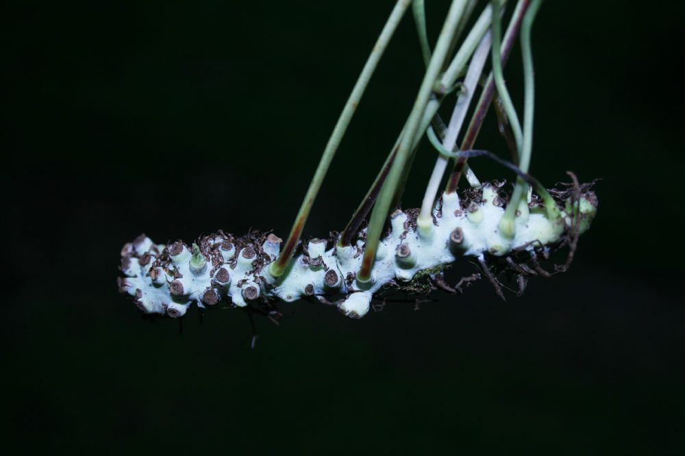 Polypodiaceae Campyloneurum angustifolium