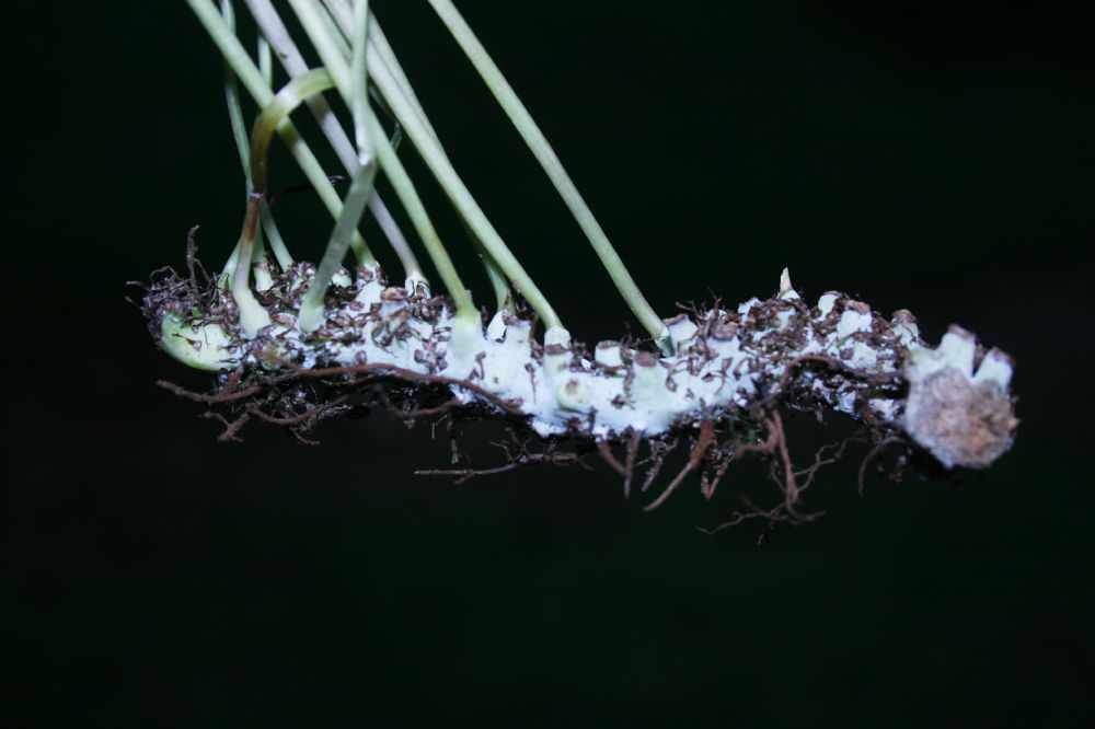 Polypodiaceae Campyloneurum angustifolium