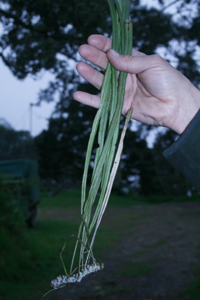 Polypodiaceae Campyloneurum angustifolium