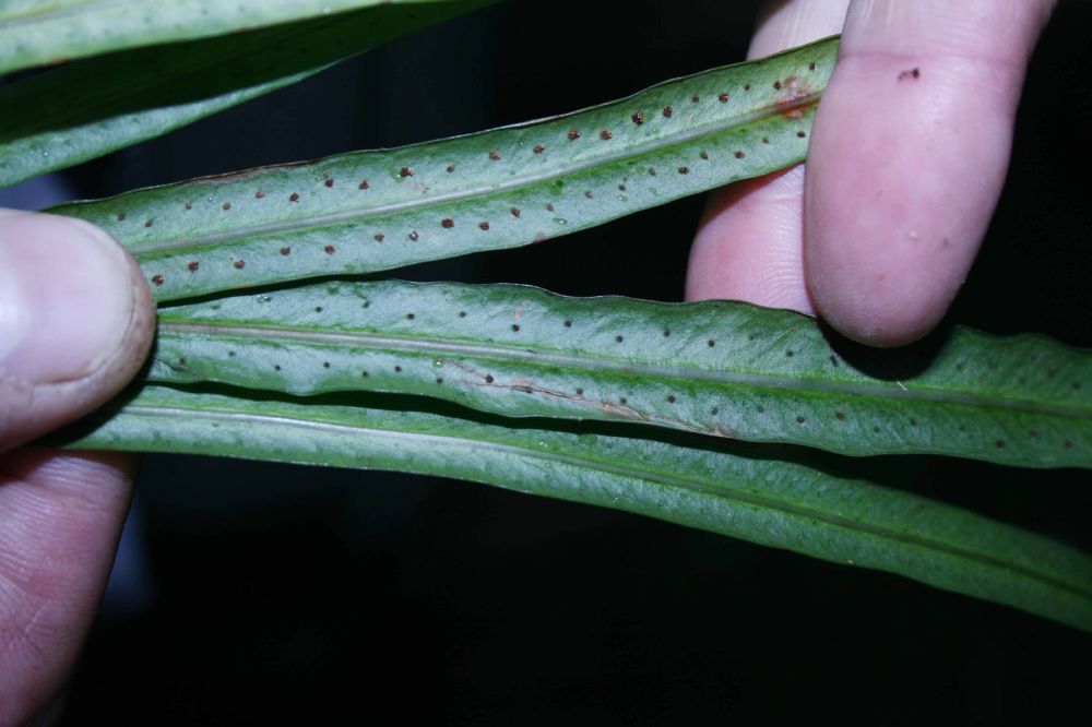 Polypodiaceae Campyloneurum angustifolium