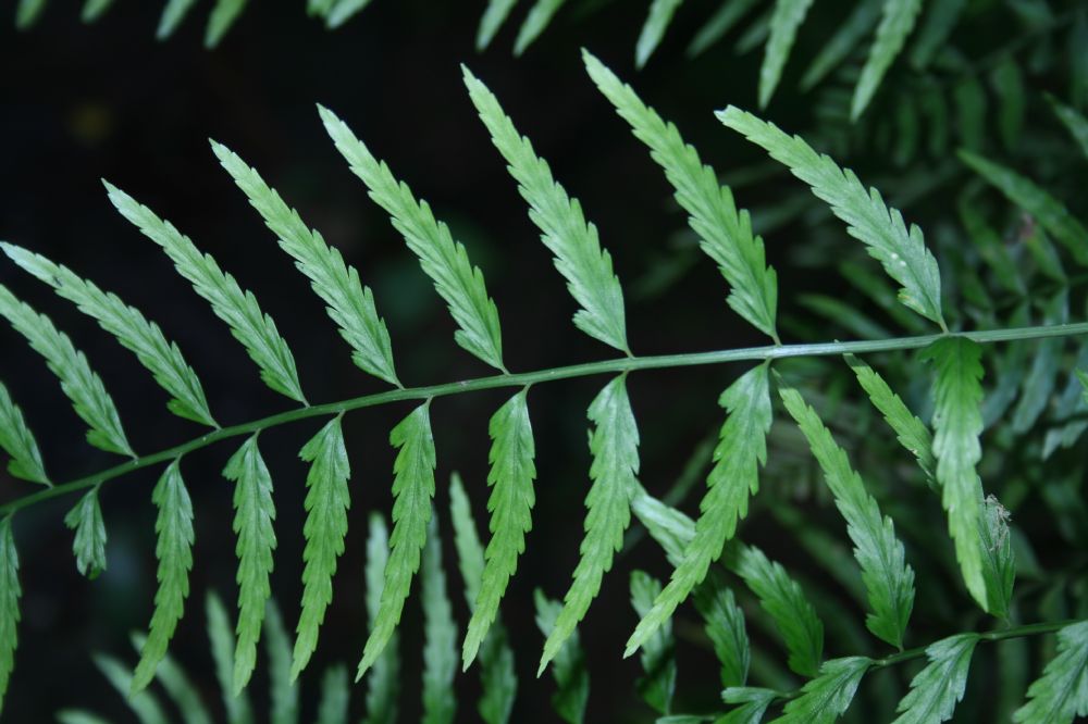 Aspleniaceae Asplenium auritum