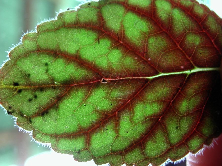 Gesneriaceae Koellikeria erinoides