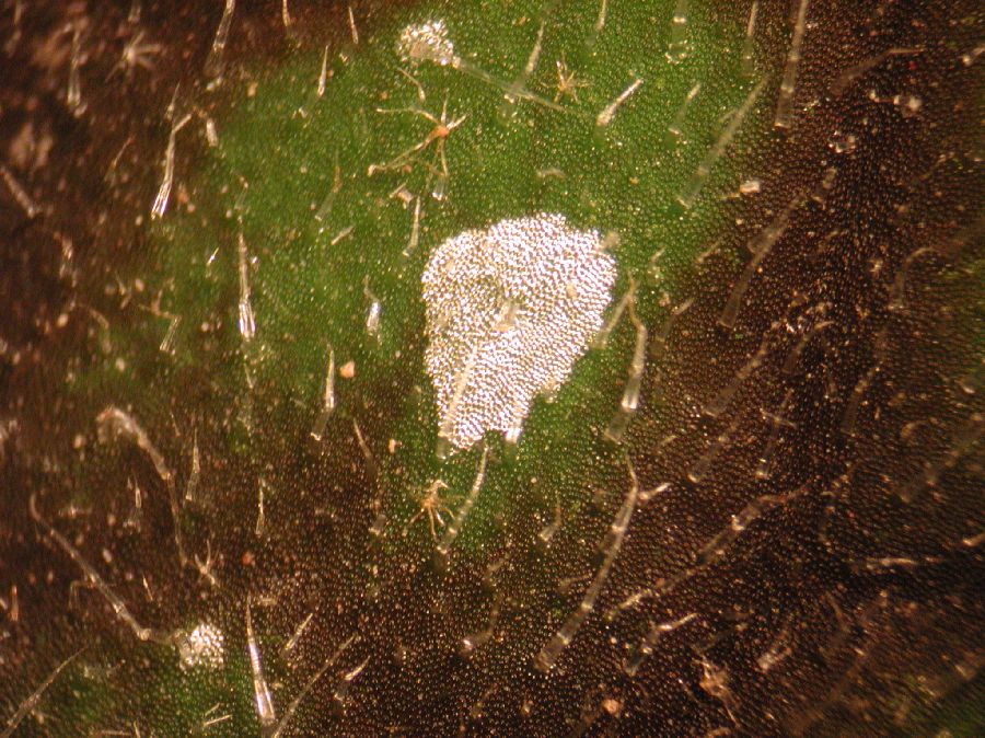 Gesneriaceae Koellikeria erinoides