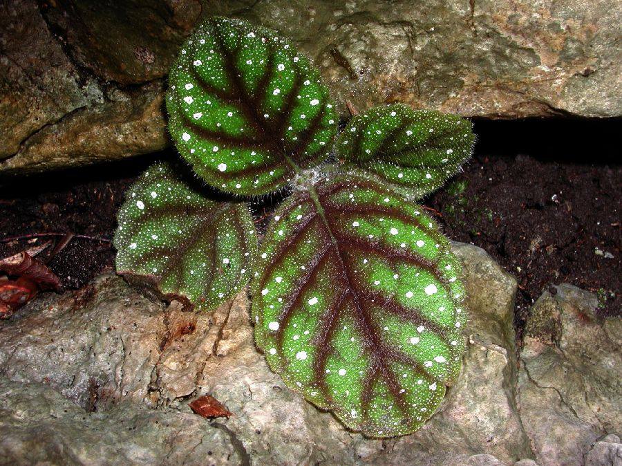 Gesneriaceae Koellikeria erinoides