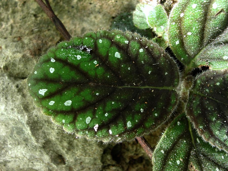 Gesneriaceae Koellikeria erinoides