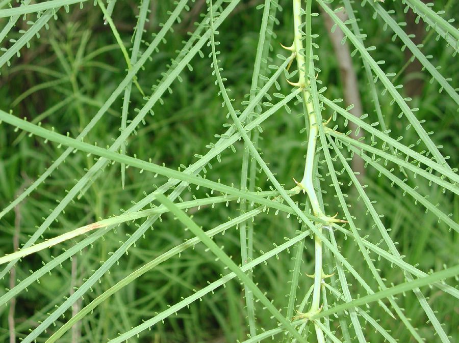 Fabaceae Parkinsonia aculeata