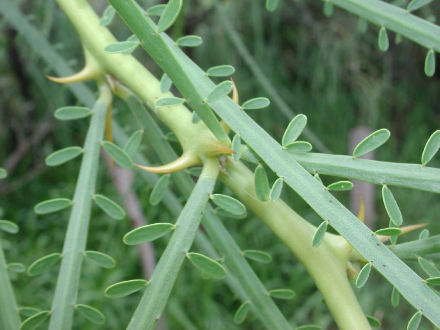 Fabaceae Parkinsonia aculeata