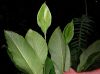 image of Spathiphyllum 