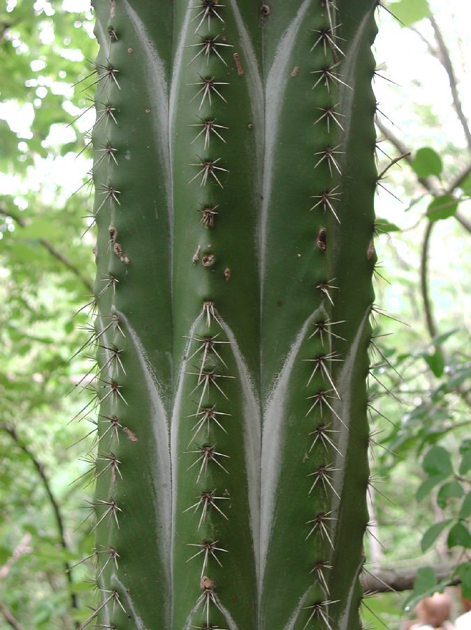 Cactaceae Stenocereus aragonii