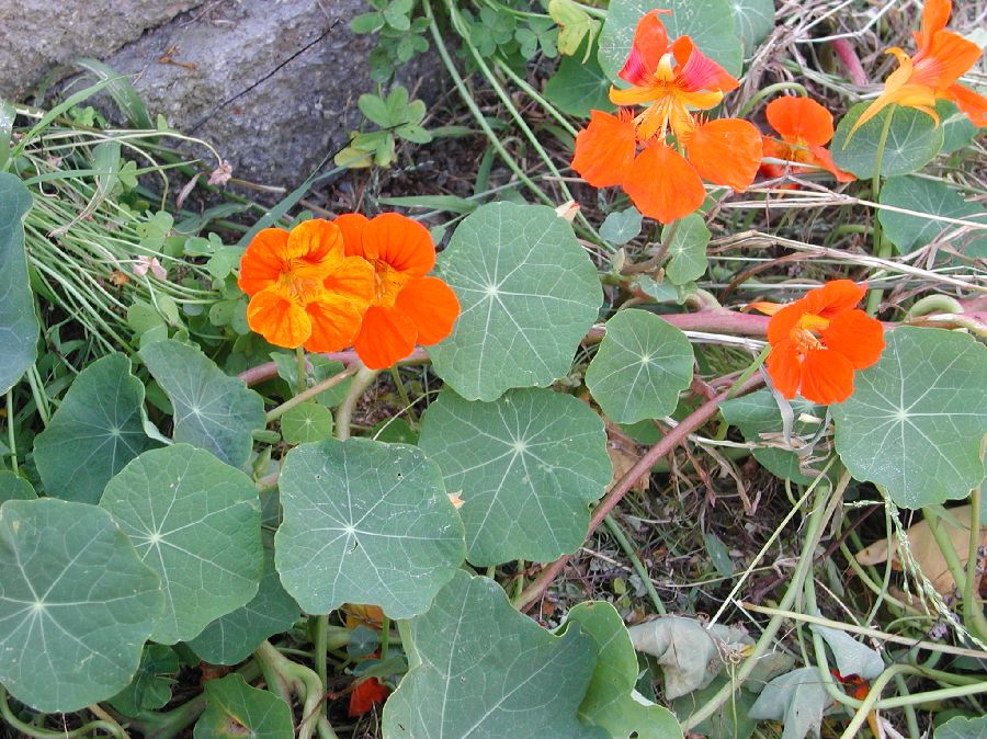 Tropaeolaceae Tropaeolum majus