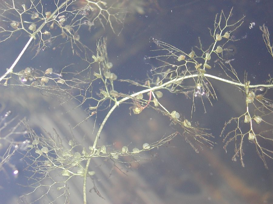 Lentibulariaceae Utricularia 